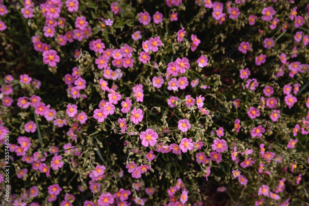 Fototapeta premium Wiesenblume