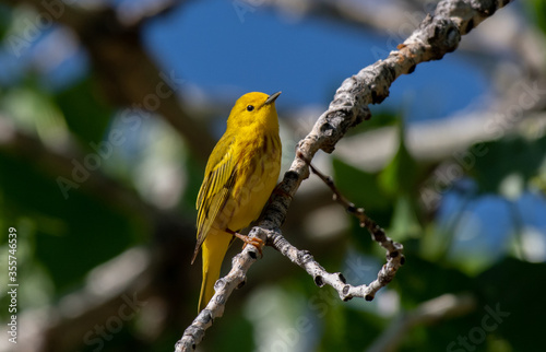 A Beautiful Yellow Warbler Perched in a Tree on a Spring Morning in Colorado