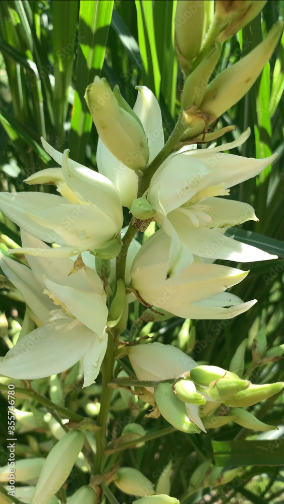 Yucca blossom in the garden Yucca blossom in the garden