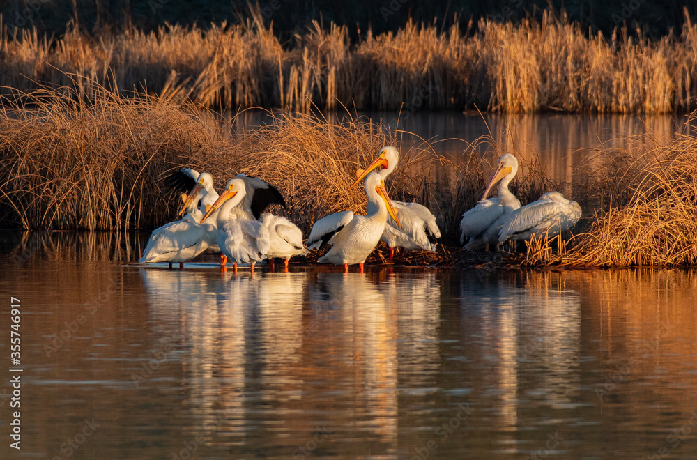 An American Pelican Pod on a Summer Morning An American Pelican Pod on a Summer Morning