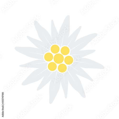 Edelweiss flower icon. Vector illustration isolated on white