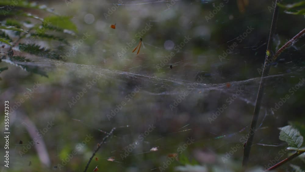 Cobwebs Billowing Gently In Forest. Close Up, Locked Off Cobwebs Billowing Gently In Forest. Close Up, Locked Off