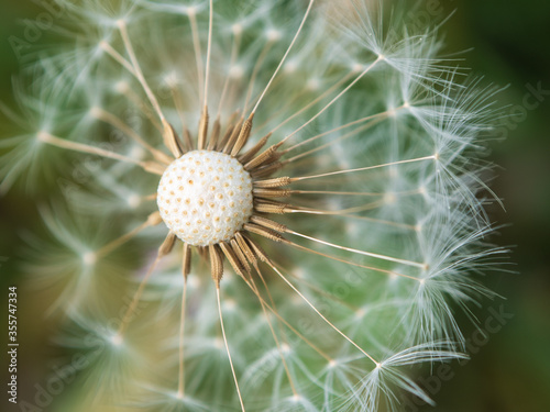 dandelion seed head