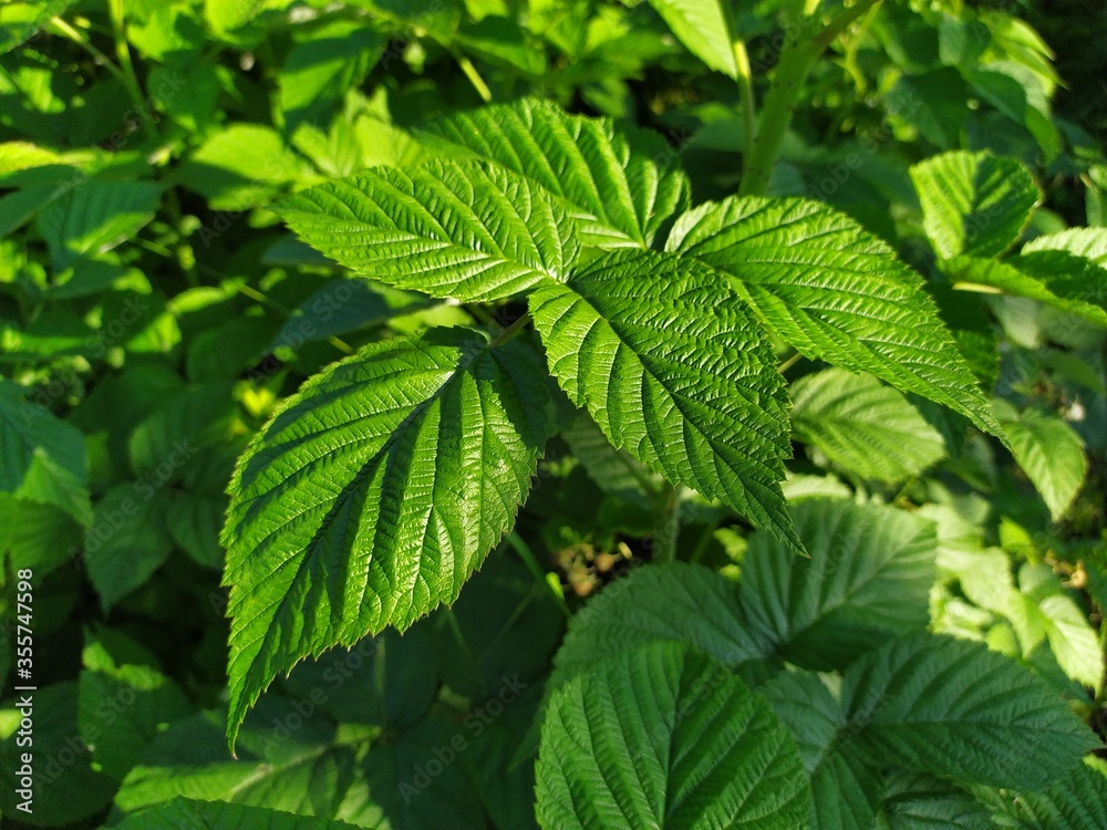 fresh green leaves of the bush raspberry fresh green leaves of the bush raspberry