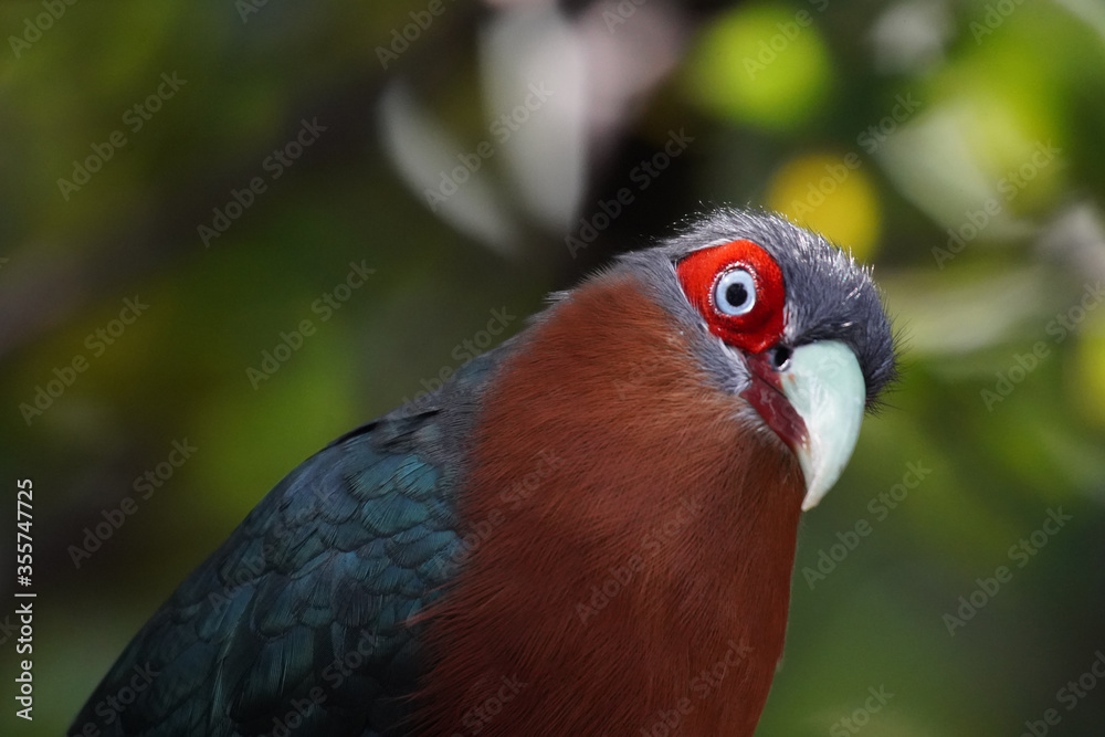 red eyed bird profiles