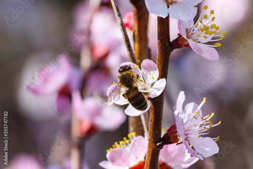 A bee enjoying the nectar on a flower apricot tree.