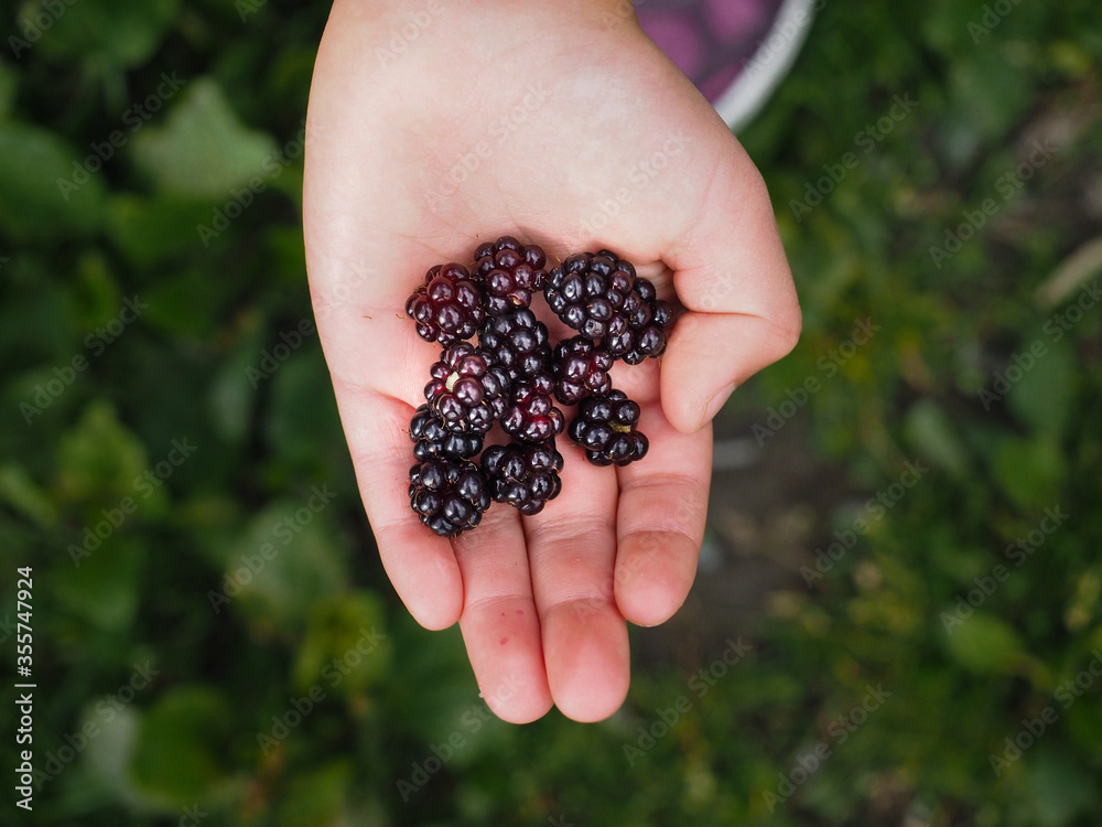 Girl holding blackberries in hand over dark green grass outdoors after harvest Girl holding blackberries in hand over dark green grass outdoors after harvest