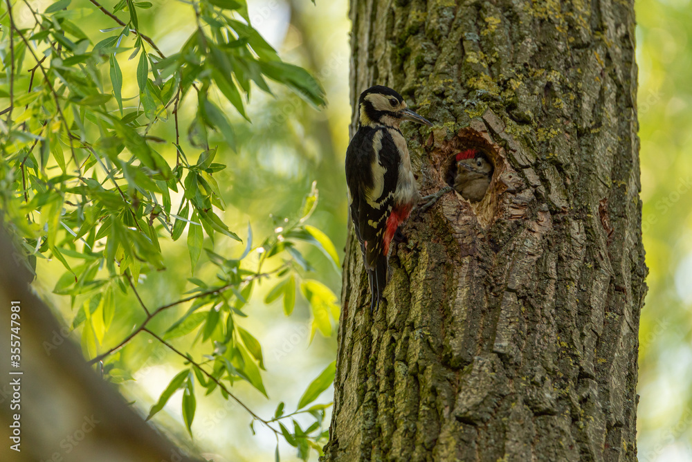A Great Spotted Woodpecker, Dendrocopos major on a tree A Great Spotted Woodpecker, Dendrocopos major on a tree