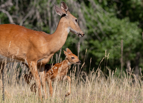 A White-tailed Deer Doe With Fawn on a Spring Morning