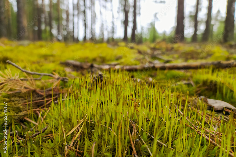 fluffy green moss in the coniferous forest