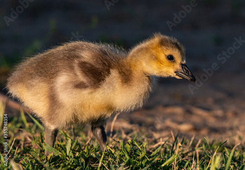 A Canada Goose Gosling on a Spring Morning