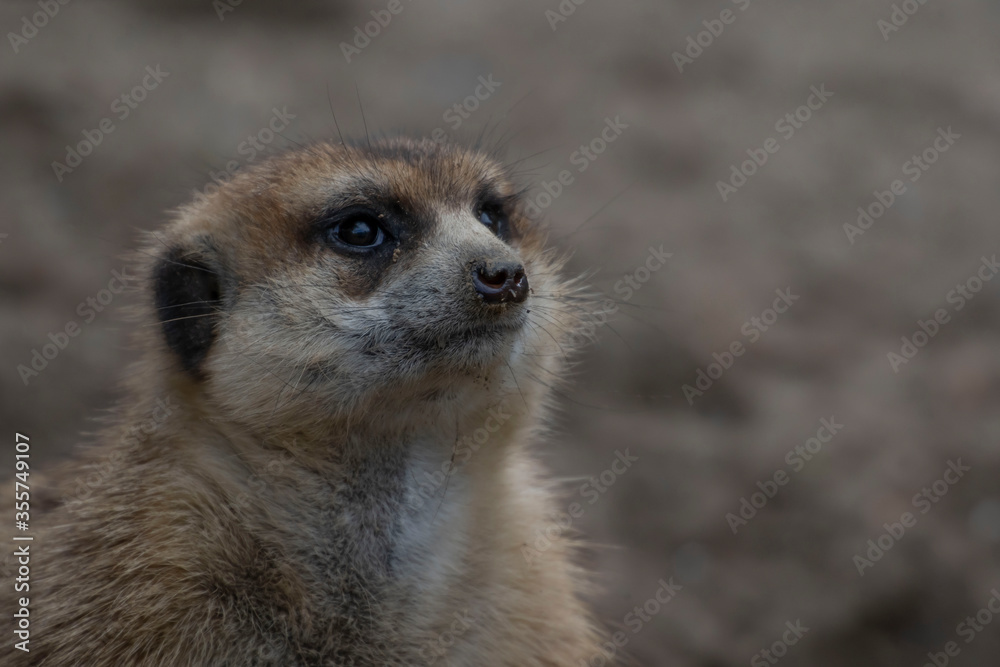 Fototapeta premium meerkat on guard