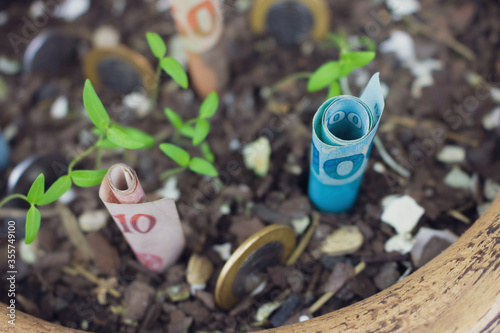 Brazilian money buried in a vase with seedlings