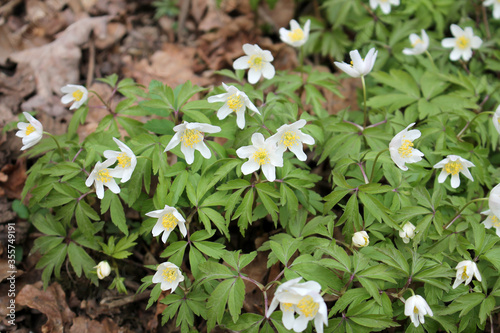Photo White flowers of Wood anemone (Anemone nemorosa) in spring forest in April