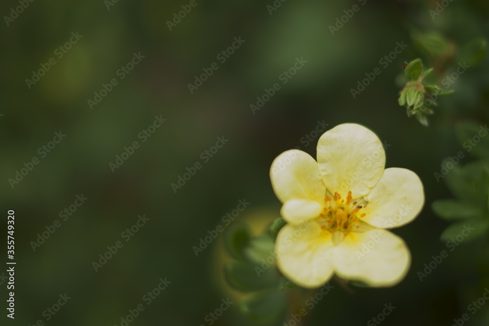 Bush yellow cinquefoil (Potentilla fruticosa goldfinger)