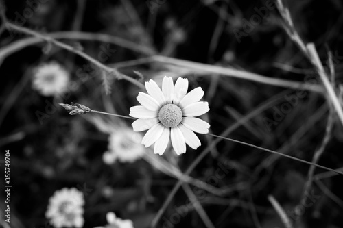 Margarita, detalle en blanco y negro photo