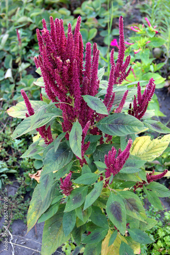 Blooming Amaranth. Amaranth family. Beautiful ornamental plant..