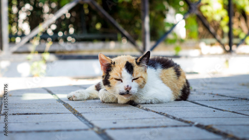 Gato callejero tumbado photo