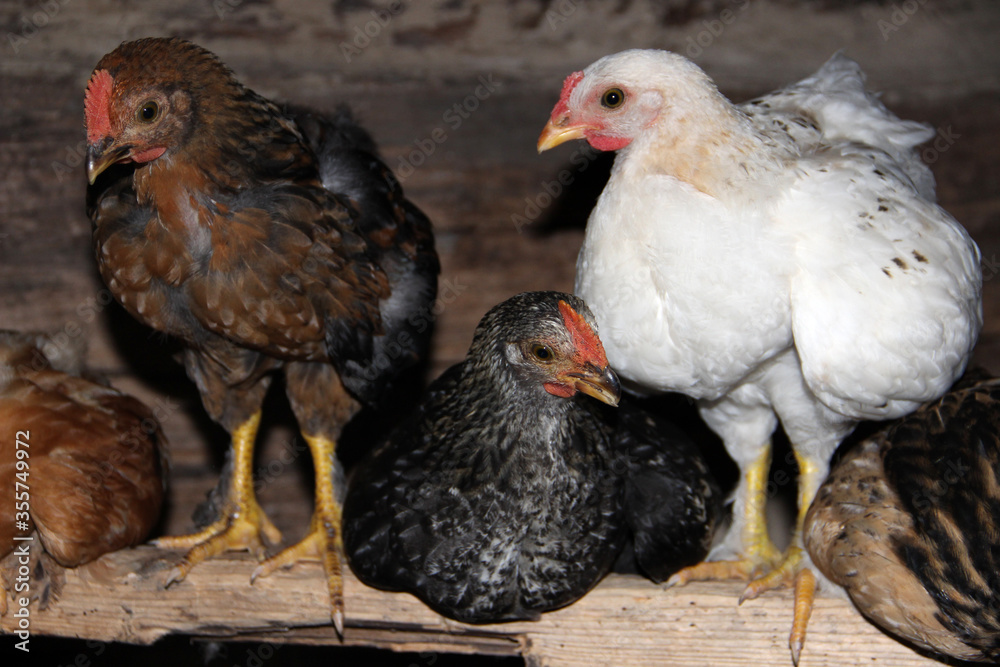 Fototapeta premium Breeding poultry. Homemade chickens..