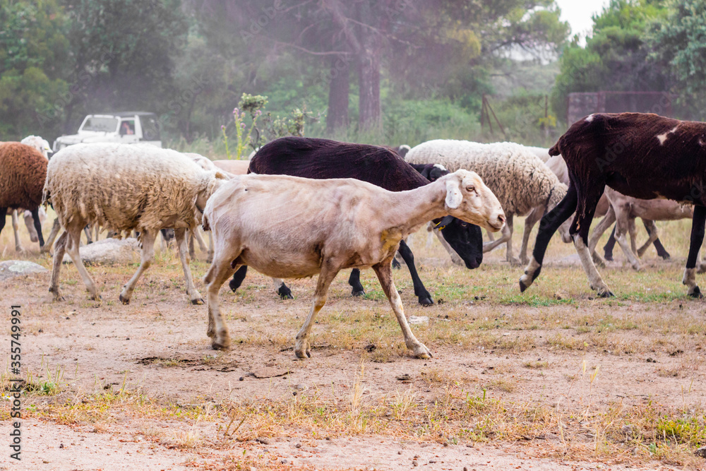Obraz premium Rebaño de ovejas, detalle