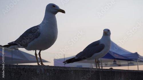 Gaivota, Portugal