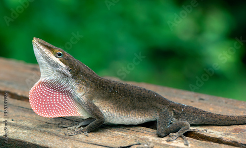Male Carolina Anole displaying dewlap on a board nacro