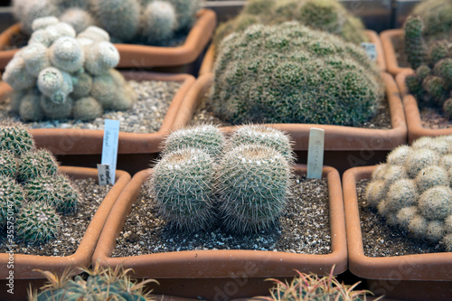 Photos Image of golden pincushion cactus (Mammillaria muehlenpfordtii)and other varieties of cacti in pots
