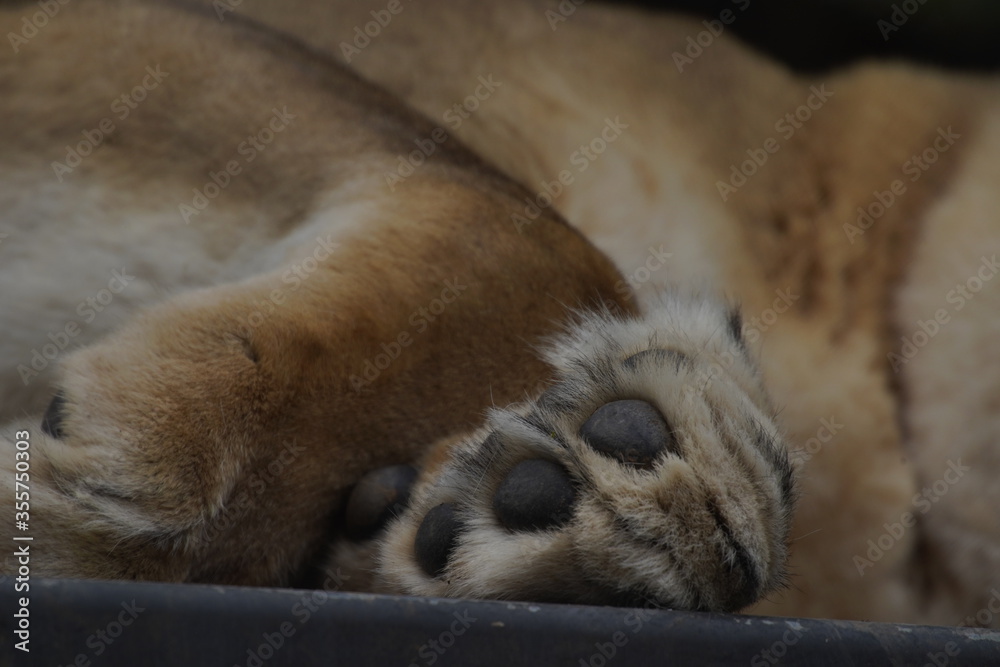 Foto lion