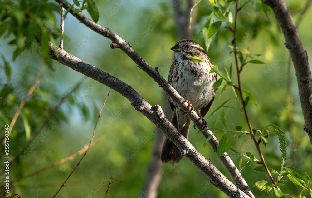 A Song Sparrow Perched on a Branch A Song Sparrow Perched on a Branch
