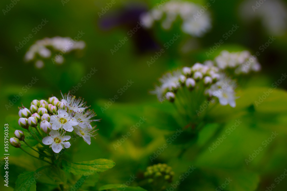 White flover with green in the background. White flover with green in the background.
