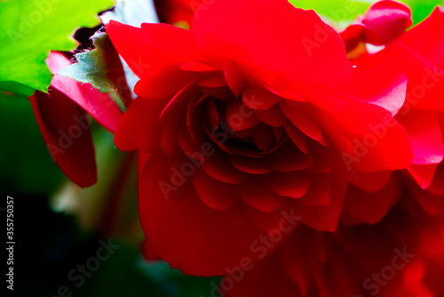 red flover