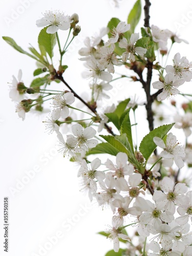 Cherry Blossom Tree, white flowers and green leaves on the branches. Botany Flora and leaf.