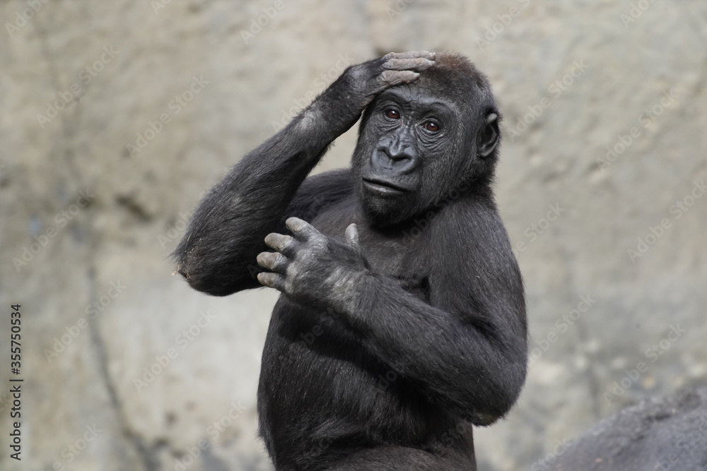 Fototapeta premium baboon