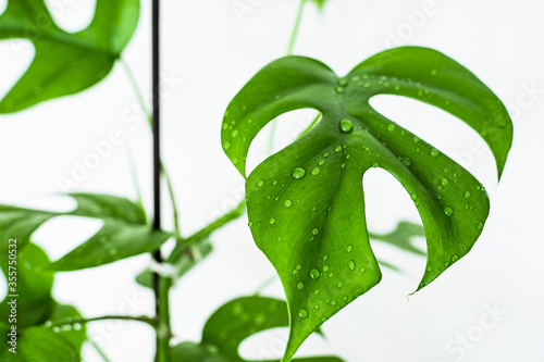 Rhaphidophora tetrasperma (monstera minima) leaf with water droplets on a white background. Close-up on exotic, trendy houseplant. photo