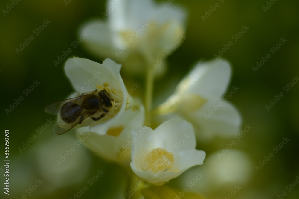 Bee collects philadelphus flower nectar in summer Bee collects philadelphus flower nectar in summer