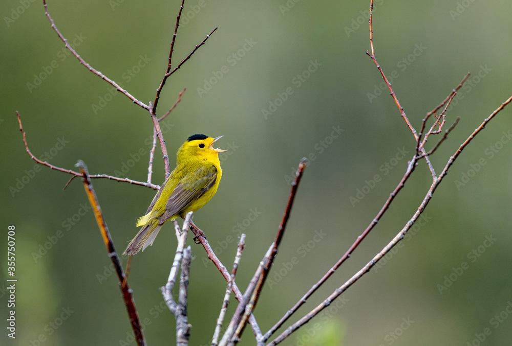 A Colorful Wilson's Warbler Singing on a Branch A Colorful Wilson's Warbler Singing on a Branch