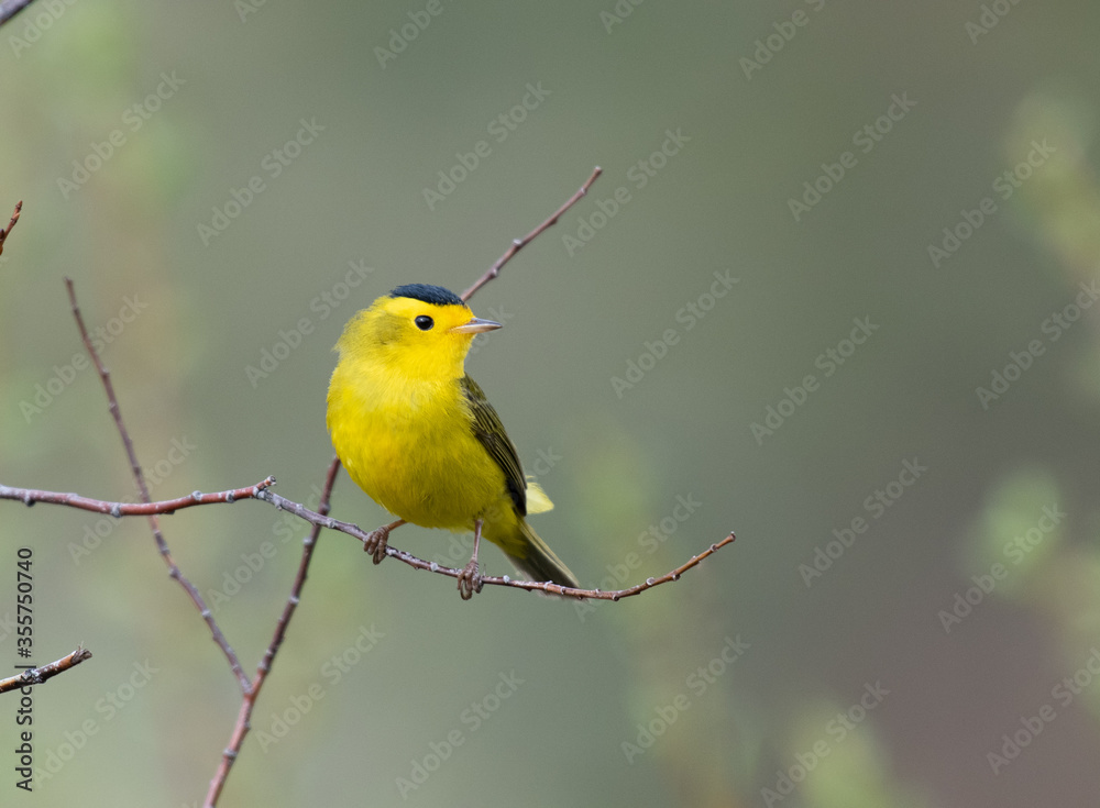 A Colorful Wilson's Warbler Perched on a Branch A Colorful Wilson's Warbler Perched on a Branch