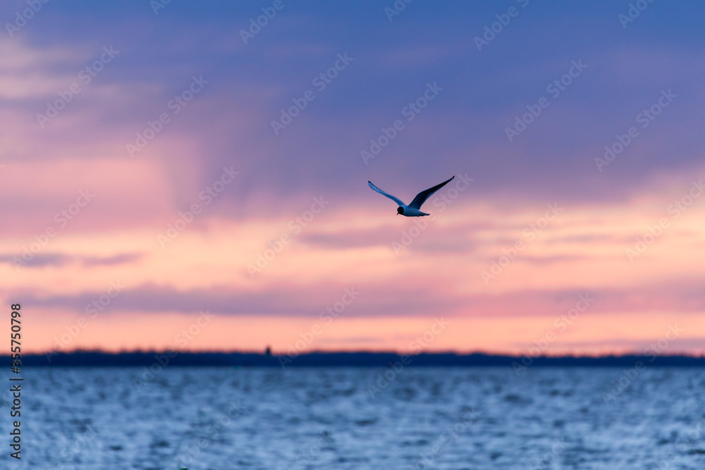 Black-headed gull flies in the sky at afterglow