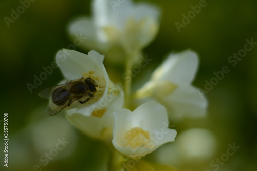 Bee collects philadelphus flower nectar in summer © Olena
