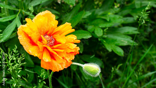 Flowers Red Poppies blossom. Poppies are herbaceous plants, often grown for their colorful flowers.