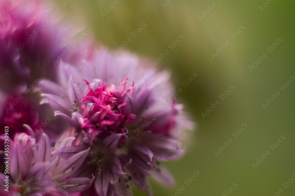Lilac blooming allium in the open. Greenish blurred background