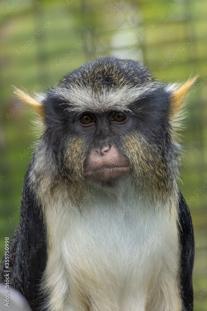 portrait of baboon