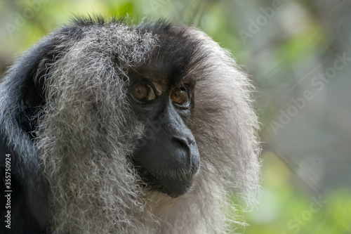 close up of a baboon