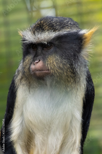 close up of a young baboon