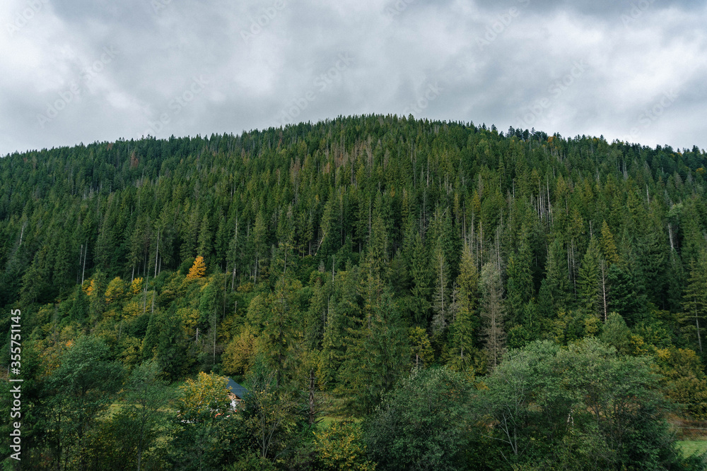 forest in the mountains