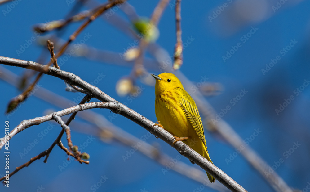Obraz premium A Beautiful Yellow Warbler on a Spring Morning in Colorado