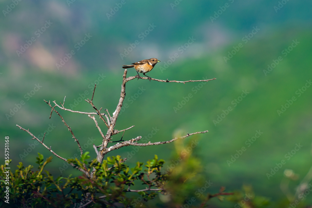 Flock of sparrows on bare branches, Armenia Flock of sparrows on bare branches, Armenia