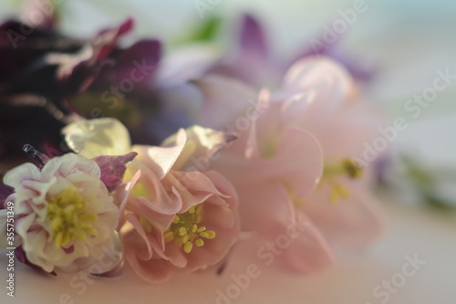 Aquilegia flowers of delicate colors of different varieties and shapes on a light background