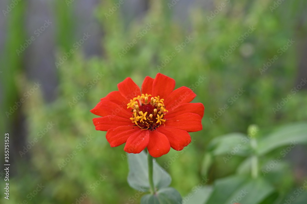 red poppy flower red poppy flower