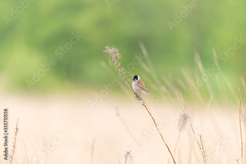 A Common Reed Bunting, Emberiza schoeniclus perched in the reeds